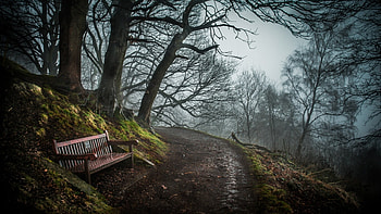 Forest Path, trees, bench, nature, path HD wallpaper