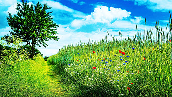 Wildflowers in Cornfield, poppies, cornflowers, clouds, sky, flowers HD wallpaper