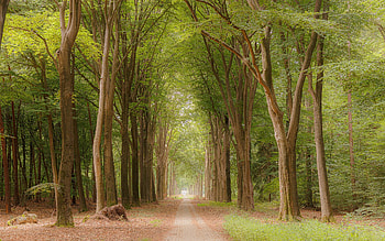 Forest Avenue in Netherlands, Netherlands, forest, path, avenue, alley HD wallpaper