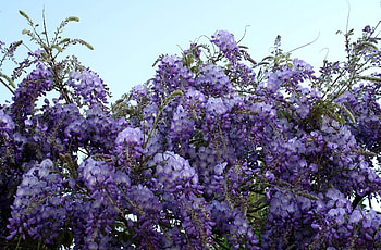 Flowers, Sky, Grapes, Branches, Bunches, Wisteria HD wallpaper