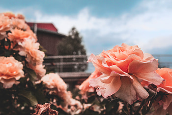 Flowers, Sky, Rose Flower, Rose, Petals, Bud, Blur, Smooth HD wallpaper