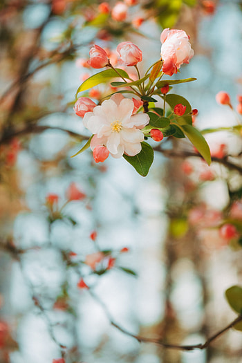 Flowers, Pink, Flower, Branch, Tender, Spring, Apple Tree, Blooms HD phone wallpaper