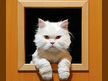 White Cat, cat, white, beautiful HD wallpaper