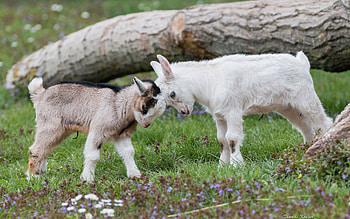 Goats, animal, white, horns, cute, baby, grass, goat, wood, green, thomas kruger HD wallpaper