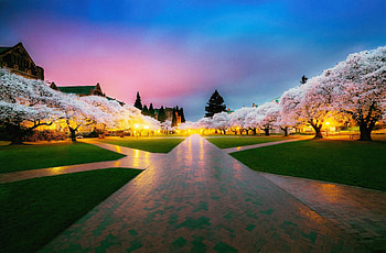 Cherry Blossom Tree Park , cherry, blossom, tree, plants, park, nature HD wallpaper