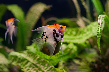 Koi angelfish, Exotic fish, Aquatic charm, Captivating beauty HD wallpaper