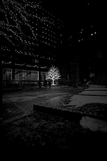 Dark, Wood, Tree, Bw, Chb, Glow, Street HD phone wallpaper