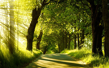 Sunbeam, Road HD wallpaper