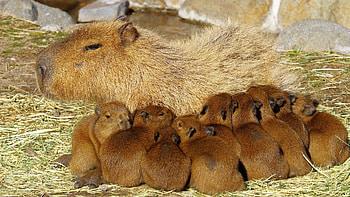 Mother and babies, Capybaras HD wallpaper