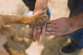 A close-up of hands and a dog's paw displaying unity and love outdoors. HD wallpaper