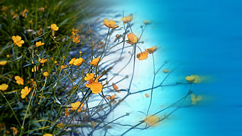 Flowers, Sky, Greens, Wildflowers HD wallpaper