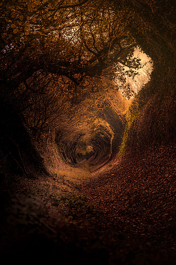 Nature, Autumn, Forest, Path, Rotation, Swirling, Involute HD phone wallpaper