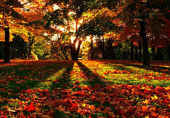 Colorful leafs, colorful, beautiful, nature, leafs HD wallpaper
