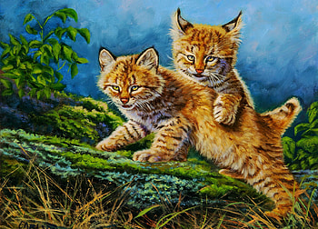 young lynx, cats, lynx, animals, luchs HD wallpaper