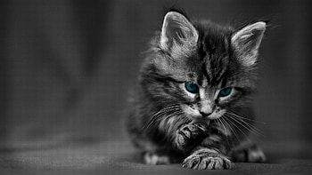 Cute kitty , Ishwar P Kalpatri credits, Lovely kitten , Captivating cat HD wallpaper