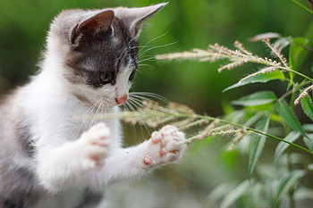Animals, Grass, Kitty, Kitten, Cool, Paws HD wallpaper
