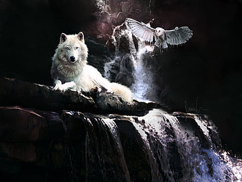 Any_Other_Time, falls, horse, bird, 3d, fantasy, animals, owl HD wallpaper
