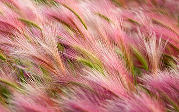 Barley, grain, graphy, field HD wallpaper