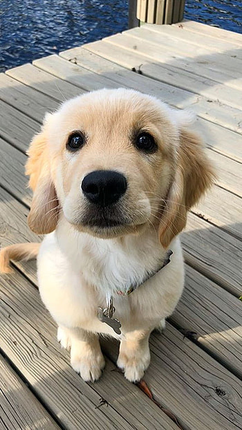 Dogs, Golden Retriever HD phone wallpaper
