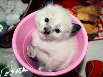 LITTLE KITTY, LITTLE, CUTE, KITTY HD wallpaper