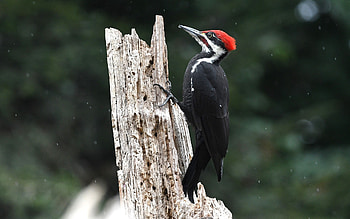 Pileated Woodpecker, animal, woodpecker, bird, wood HD wallpaper