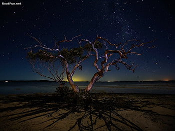 In the Shadow of the Moon, twilight, river, moon, old tree, stars, sunset HD wallpaper