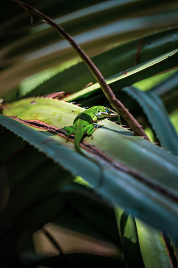 Animals, Leaves, Lizard, Reptile HD phone wallpaper