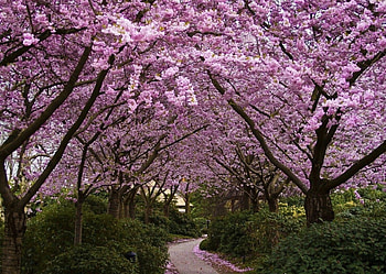 Blossom trail, pink, spring, cherry, blossom HD wallpaper