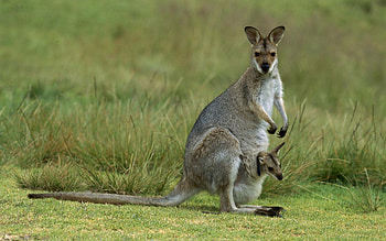 Animals, Grass, Kangaroo, Young, Field, Joey HD wallpaper