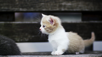 Kitten, animal, Cat, Kitty HD wallpaper