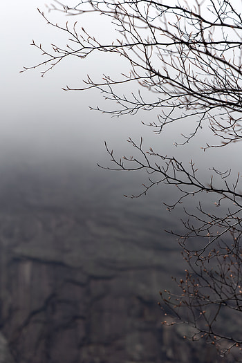 Nature, Wood, Tree, Fog, Branches, Grey, Gloomy HD phone wallpaper