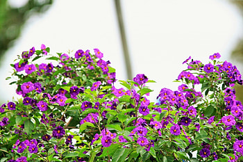 Potato Bush Flowers, Flowers, Nature, Potato Bushes, Purple HD wallpaper