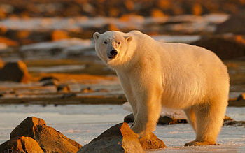 Animals, Shine, Light, Large, Big, To Stand, Stand, Polar Bear HD wallpaper