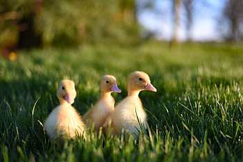 Python programming, Duck typing, Investigating functions, Scope analysis HD wallpaper