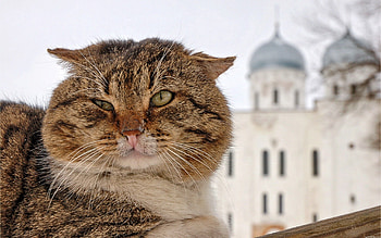 Animals, Cat, Fluffy, Muzzle, Thick, Fat, Wink HD wallpaper