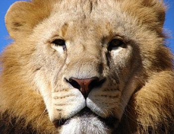 Leo the Lion, animal, face, lion HD wallpaper