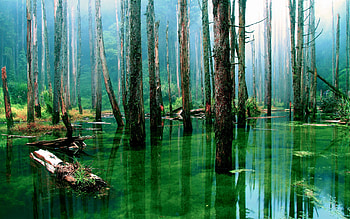 Landscape, Trees HD wallpaper