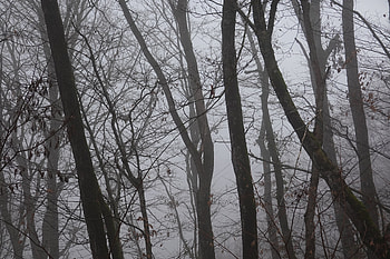 Nature, Trees, Leaves, Fog, Branches HD wallpaper