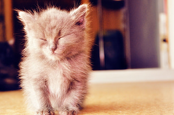 Cat, kitten, sweet, kitty, cats, cute, beautiful, paws, sleeping, beauty, cat face, pretty, animals, face, lovely, hat HD wallpaper