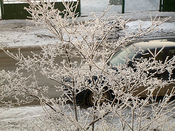 Winter bush, nature, , vratza, snow HD wallpaper