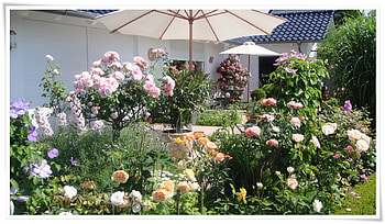 Time of Roses, garden, roses, terrace, home HD wallpaper