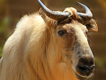 Animals, Head, Horns, Takin, Tatin, Sichuan Takin, Sichuan Tatin HD wallpaper