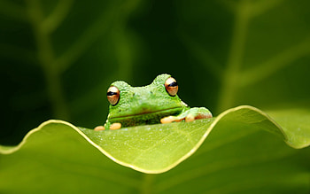 Animals, Grass, Sit, Eyes, Sheet, Leaf, Frog HD wallpaper