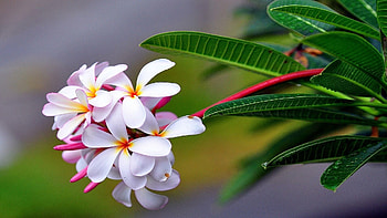 Plumeria, plant, leaves, hawaii, blossoms, petals, usa HD wallpaper
