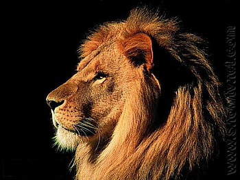 Leo's twin brother, cat, brother, wild, lion HD wallpaper