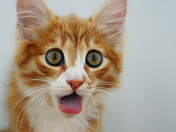 Animals, Cats HD wallpaper