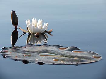 Water Lily, Lily pad, Floral beauty, Nature HD wallpaper