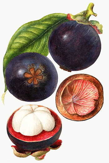 Mangosteen, Vintage illustration, Department of Agriculture, Art projects HD phone wallpaper