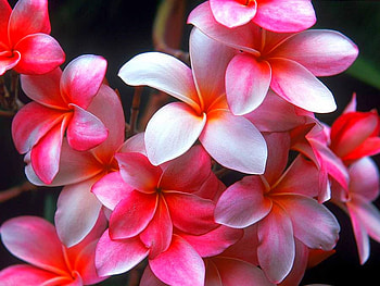 Pink and White, cool, flowers HD wallpaper