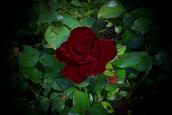 Blood Red Rose, rose, beautiful, dramatic, blood red HD wallpaper